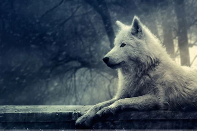 Gray Wolf, Minnesota Wallpapers