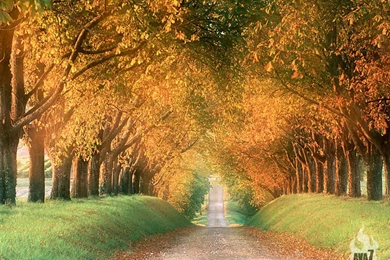 Wallpapers Nature Beauty   All Wallpapers New