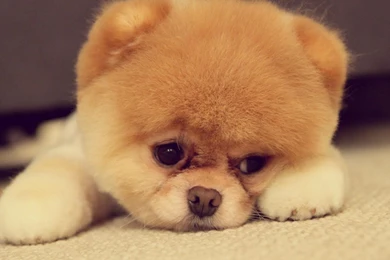 Cute puppy backgrounds wallpaper.jpg