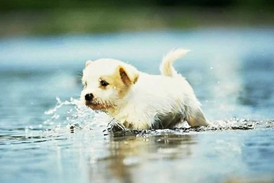 Adorable Puppy Pictures   All Wallpapers New