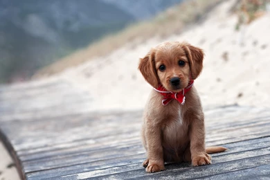 Cute Puppy Face Wallpapers