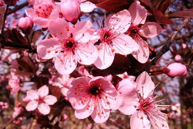 Desktop Wallpaper Images Of Flowers HD Wallpapers Desktop ...