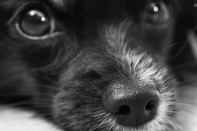 10 Insanely Cute HD Wallpapers Of Puppies