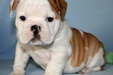 English Bulldog Puppies Wallpapers
