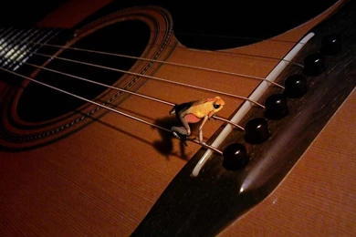 Free Guitar Wallpapers On Veojam