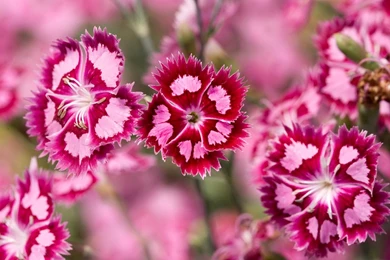 Beautiful Pink Flowers Desktop S