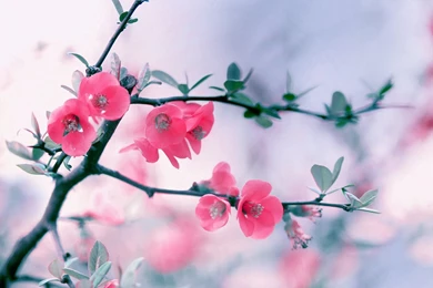 Pink Flower Wallpapers