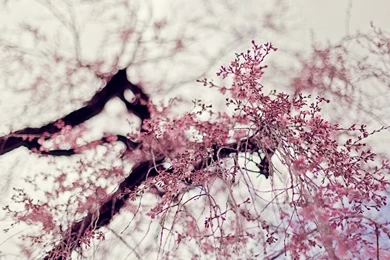 Field Pink Flowers HD Widescreen Desktop Wallpapers Archives   HD ...