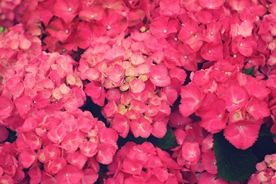 Wallpapers Pink Flowers   Desktop Backgrounds