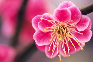 Desktop Wallpapers · Gallery · HD Notebook · Beautiful Pink Flower ...