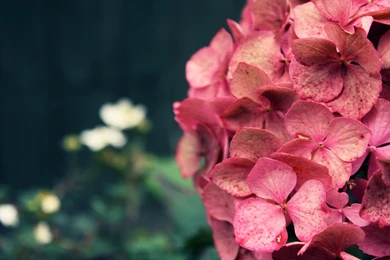 Download Free Modern Pink Flowers The Wallpapers 1920x1200px