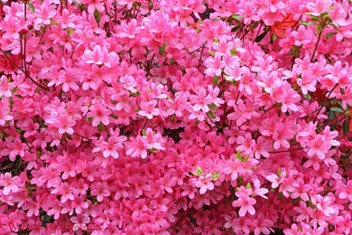 Pink Azalea Flowers Desktop Wallpapers