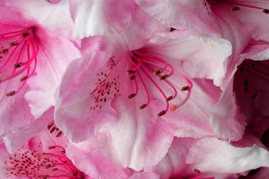 Free Floral Desktop Wallpapers — Crafthubs