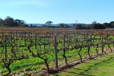 Unique Vineyard Vines Wallpapers IdeasHome Decor Ideas