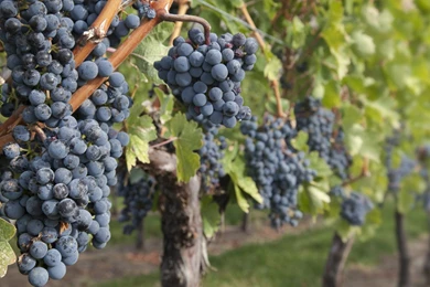 Vineyard Vines Wallpapers HD Collections   Wallpaper21.com