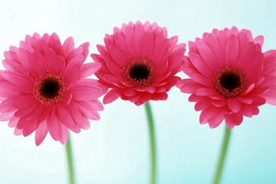 Pink Flower Desktop