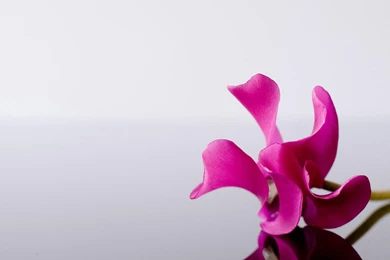 Pink Flower Alone HD Desktop Wallpapers : Widescreen : High ...