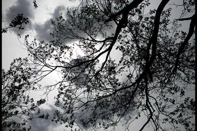 Black Lace Wallpapers   Wallpapers HD Fine