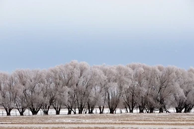 Fields: Rigby Winter Scene Snow Trees Sky Free Desktop Backgrounds ...