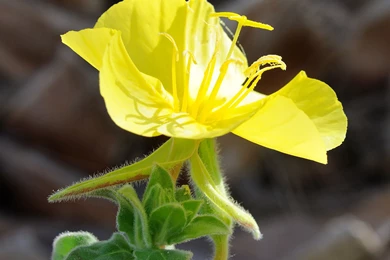 Desktop Wallpapers · Gallery · Nature · Common Evening