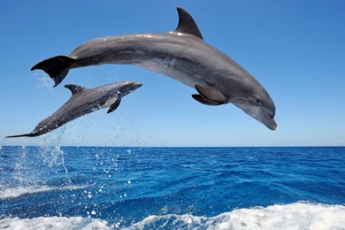 Common Bottlenose Dolphins Wallpapers