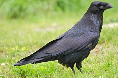 Raven Wallpapers 11/39