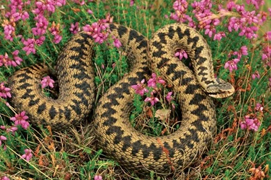 Download Free Common Adder Snake In Pink Flowers Desktop Wallpapers ...