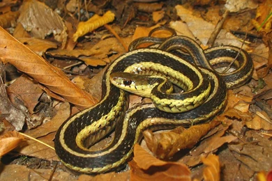 Reptiles: Eastern Garter Snake Reptiles Common HD Wallpapers For ...