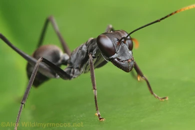 Common Black Ant   Wallpaper.