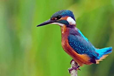 Download Wallpapers 1920x1080 Common Kingfisher, Bird, Branch ...