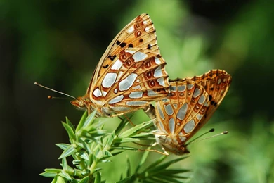 Animals: Common Brown Butterfly Animal Wallpapers For High ...