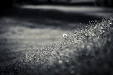 Black & White Computer Wallpapers, Desktop Backgrounds