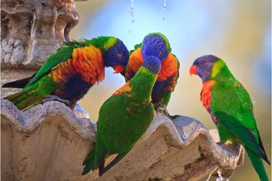 Free Desktop Backgrounds Wallpapers