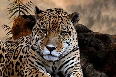 Amazing Hd Wallpapers Free Download   Wallpapers For Mobile