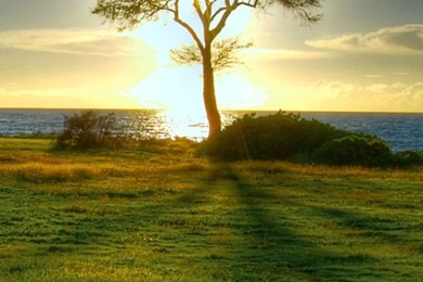 iPhone 5 Wallpapers Trees