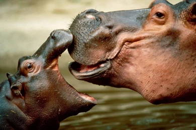Behemoth, Hippo, Female, Cub, Snout, Animals, Hd, Wallpapers ...