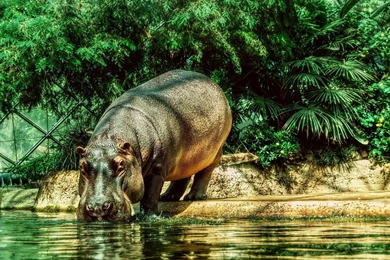 61 Hippo HD Wallpapers
