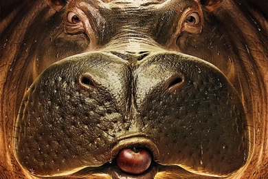 1 Hippo HD Wallpapers