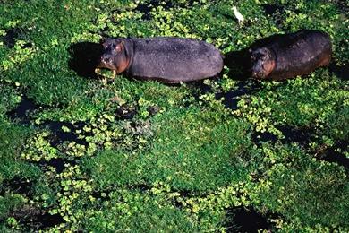 Free Wallpapers   Free Animal Wallpapers   Hippo Wallpapers ...