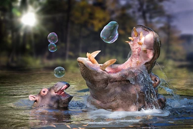 Hippo Baby Bathing Soap Bubbles Wallpapers