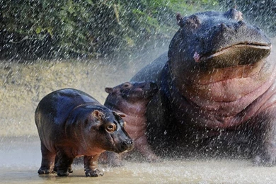 Hippo Family Wallpapers
