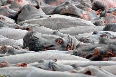 Hippo Pool Photo, Tanzania Wallpapers   National Geographic Photo ...