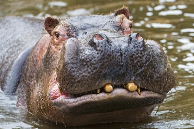 Hippo Big Head Desktop Backgrounds HD 2560x1600