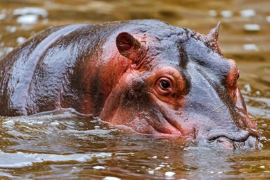 Hippo Computer Wallpapers, Desktop Backgrounds