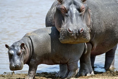 Hippo Computer Wallpapers, Desktop Backgrounds