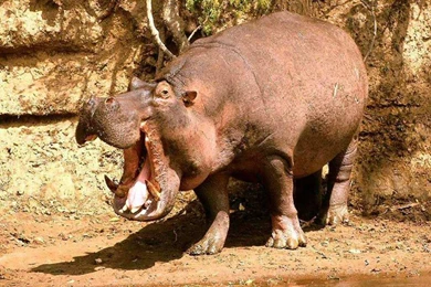 Hippopotamus Pictures « Animal Spot