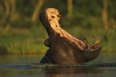 Download Hippopotamus Wallpapers Other Animals Wallpapers 1920x1200 ...