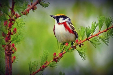 Birds Wallpapers HD   Android Apps On Google Play