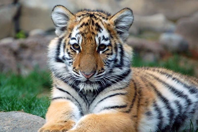 Bengal Tiger Wallpapers Cubs