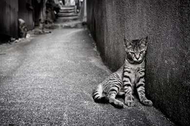 Cat Street Loneliness Wallpapers